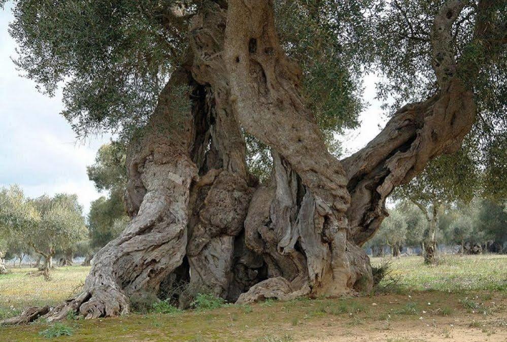 Bio-Agriturismo Masseria La Palombara Salve Kültér fotó